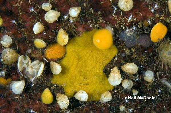 Photo of Terebratulina unguicula by <a href="http://www.seastarsofthepacificnorthwest.info/">Neil McDaniel</a>